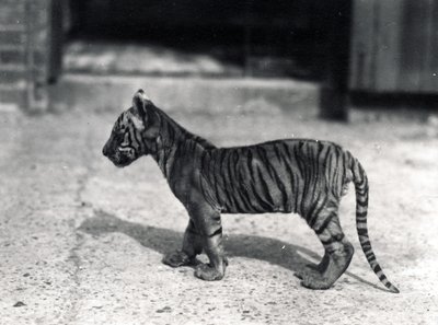 Cucciolo di tigre in piedi, 1914 da Frederick William Bond